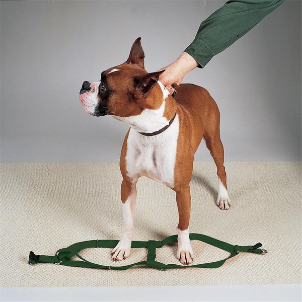 Casual Canine 15-25 in. Nylon 2 Step Dog HarnessGreen ZA817 15 45